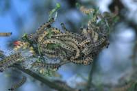 Chenilles processionnaires dans leur nid